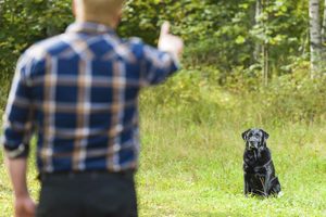 eaching Your Dog to Stay pic